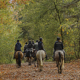 Horse Riding at Dunkeld Estate